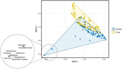 Sixty-One Volatiles Have Phylogenetic Signals Across Bacterial Domain and Fungal Kingdom